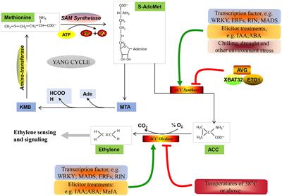 Ethylene biosynthesis and signal transduction during ripening and softening in non-climacteric fruits: an overview